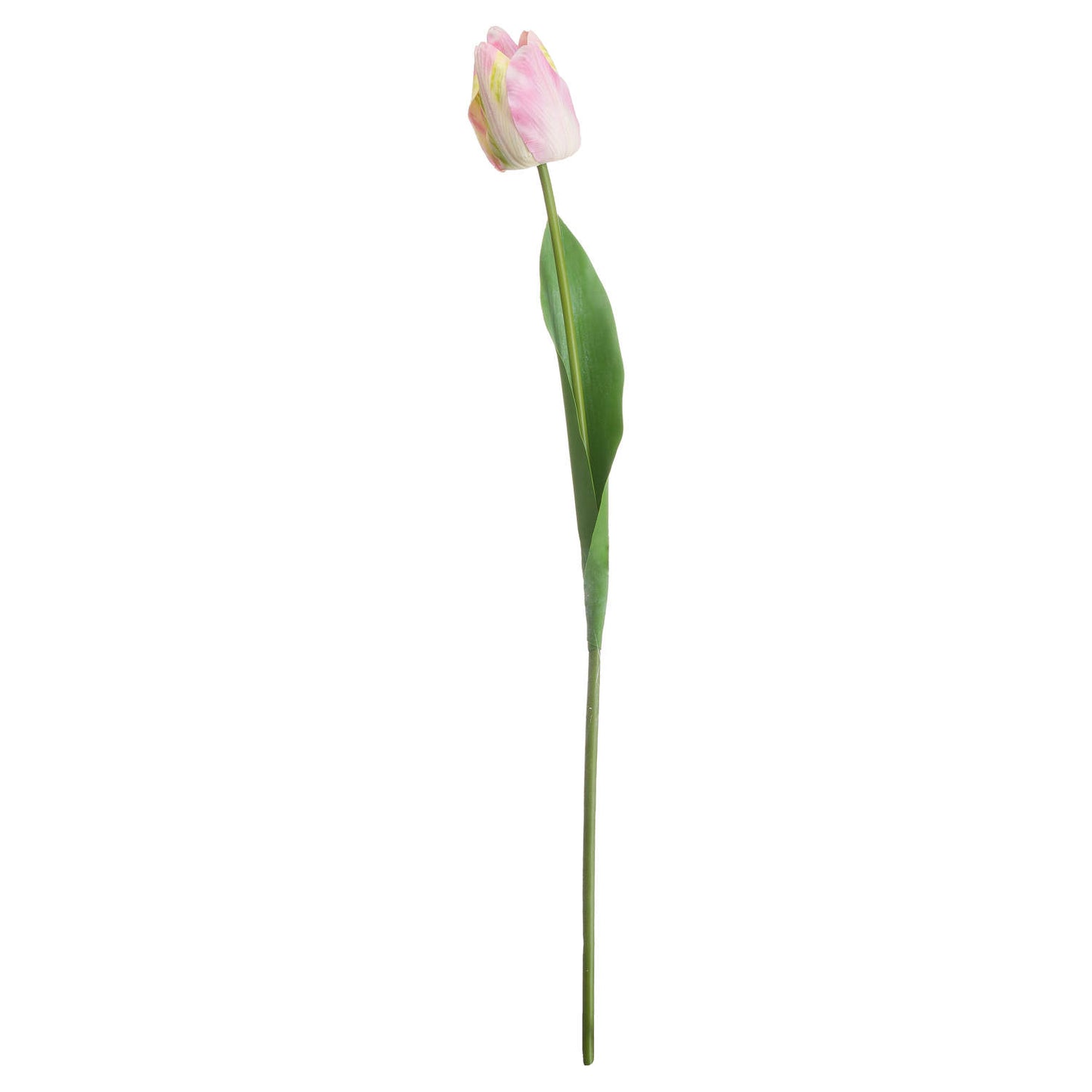 Pink & Green Tulip